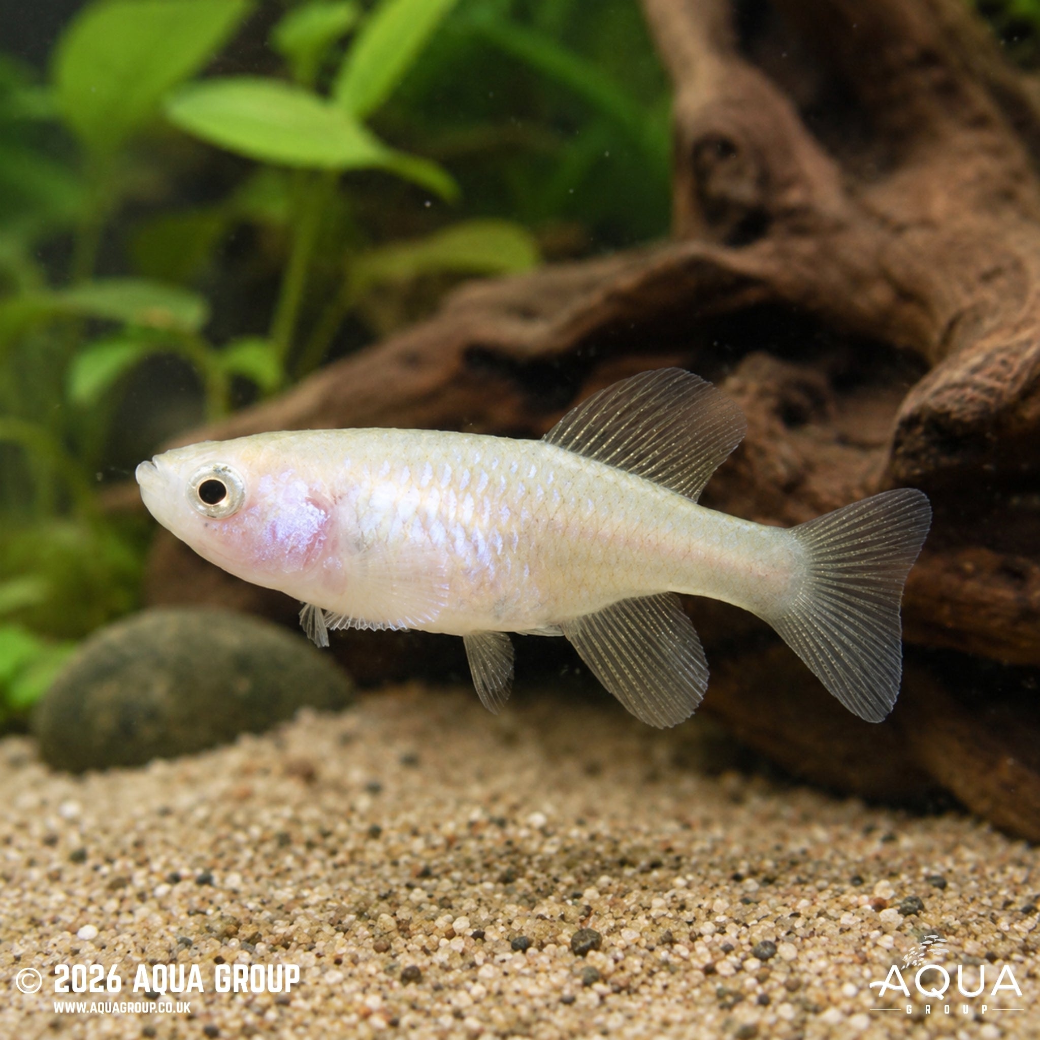 Rochow's Notho Killifish - Nothobranchius rachovii