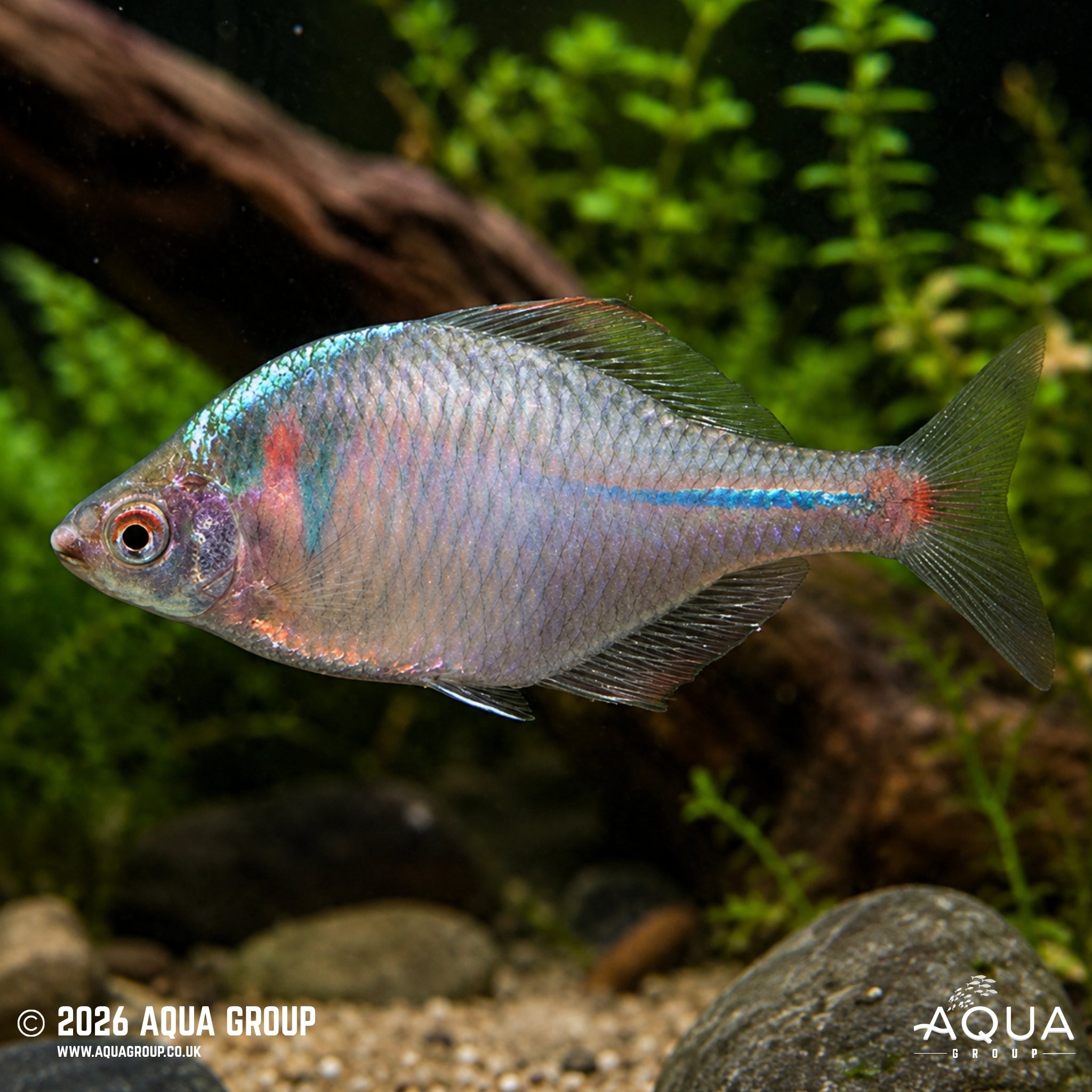 Rosy Bitterling - Rhodeus ocellatus