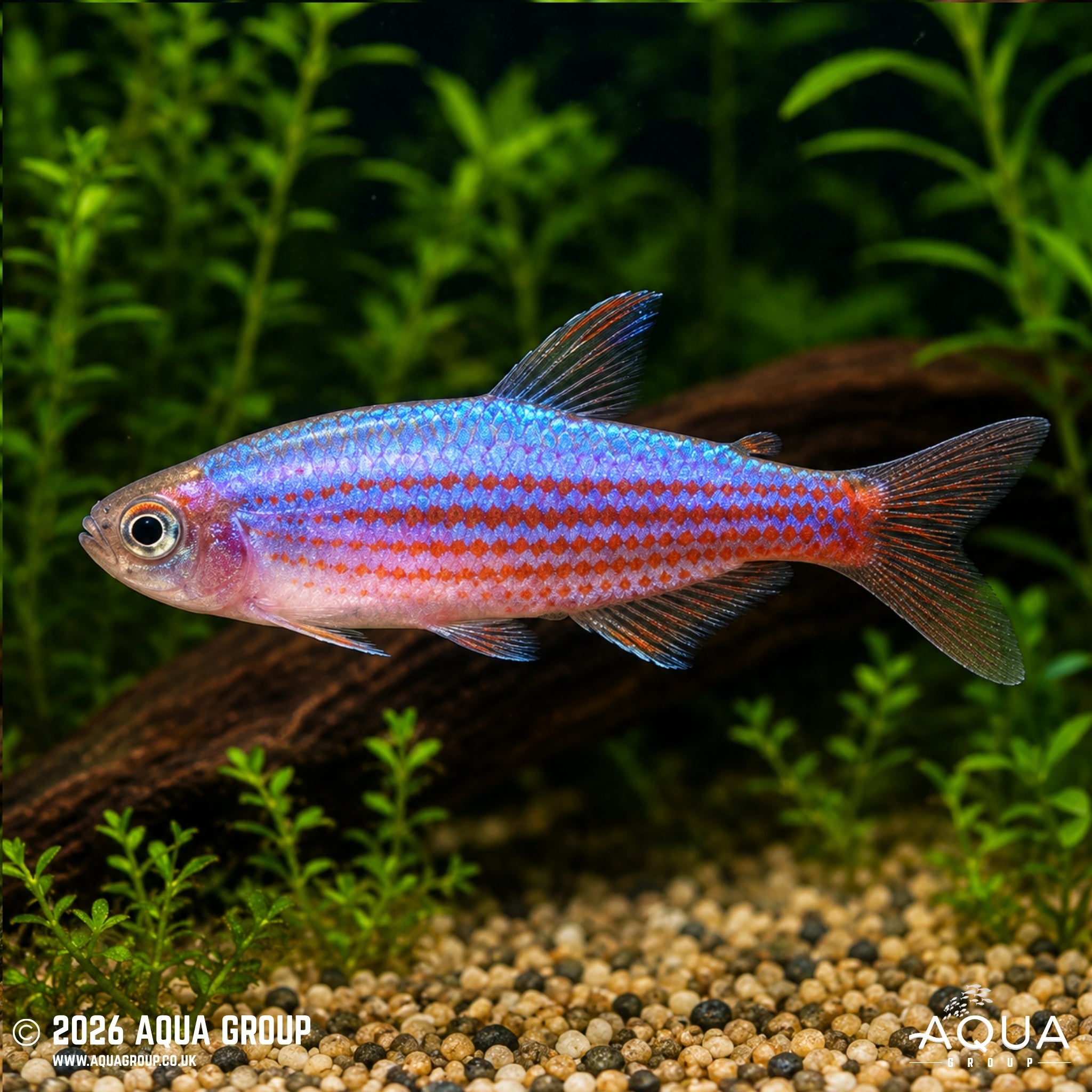Scratched Inpa Tetra - Inpaichthys parauapiranga