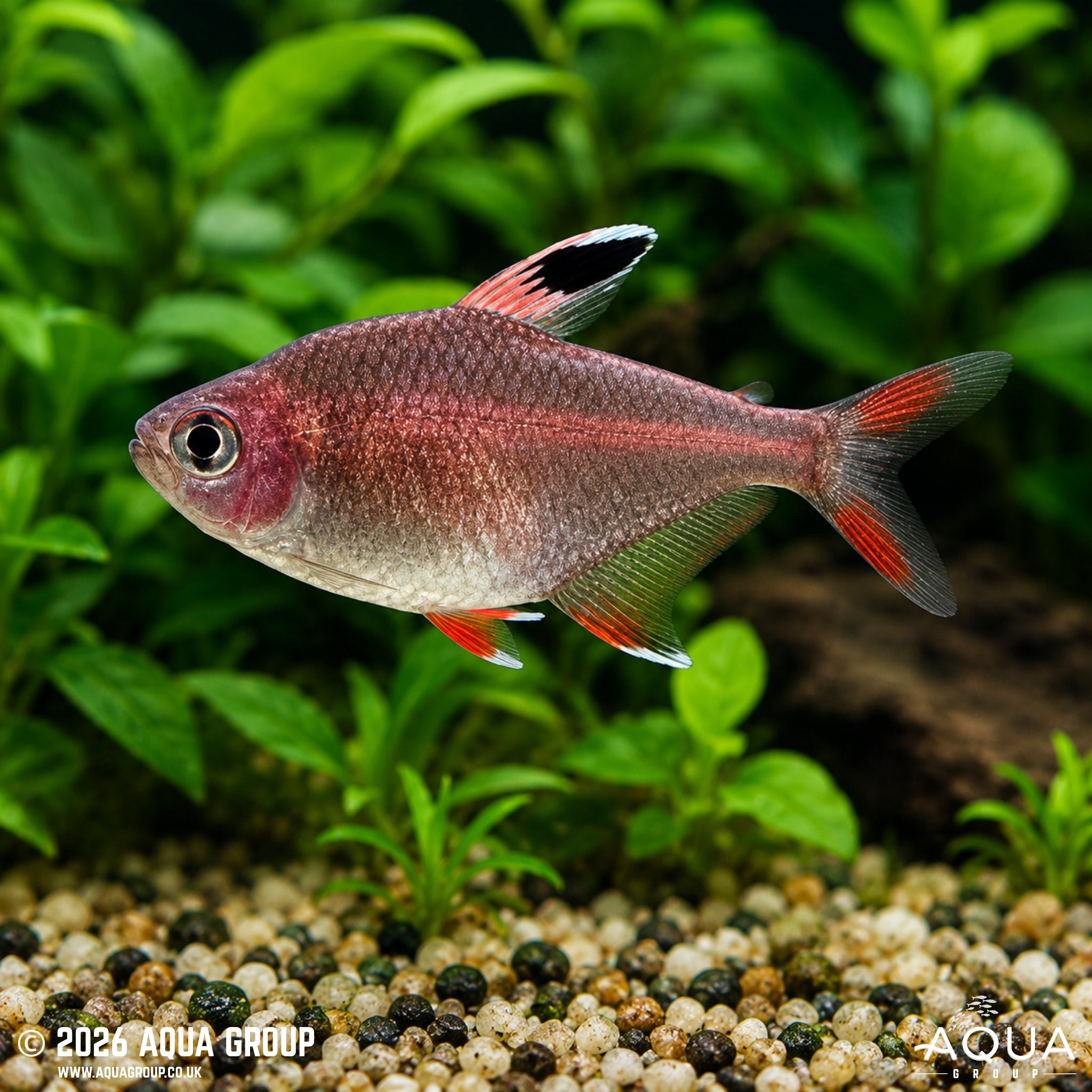 Rosy Tetra - Megalamphodus rosaceus