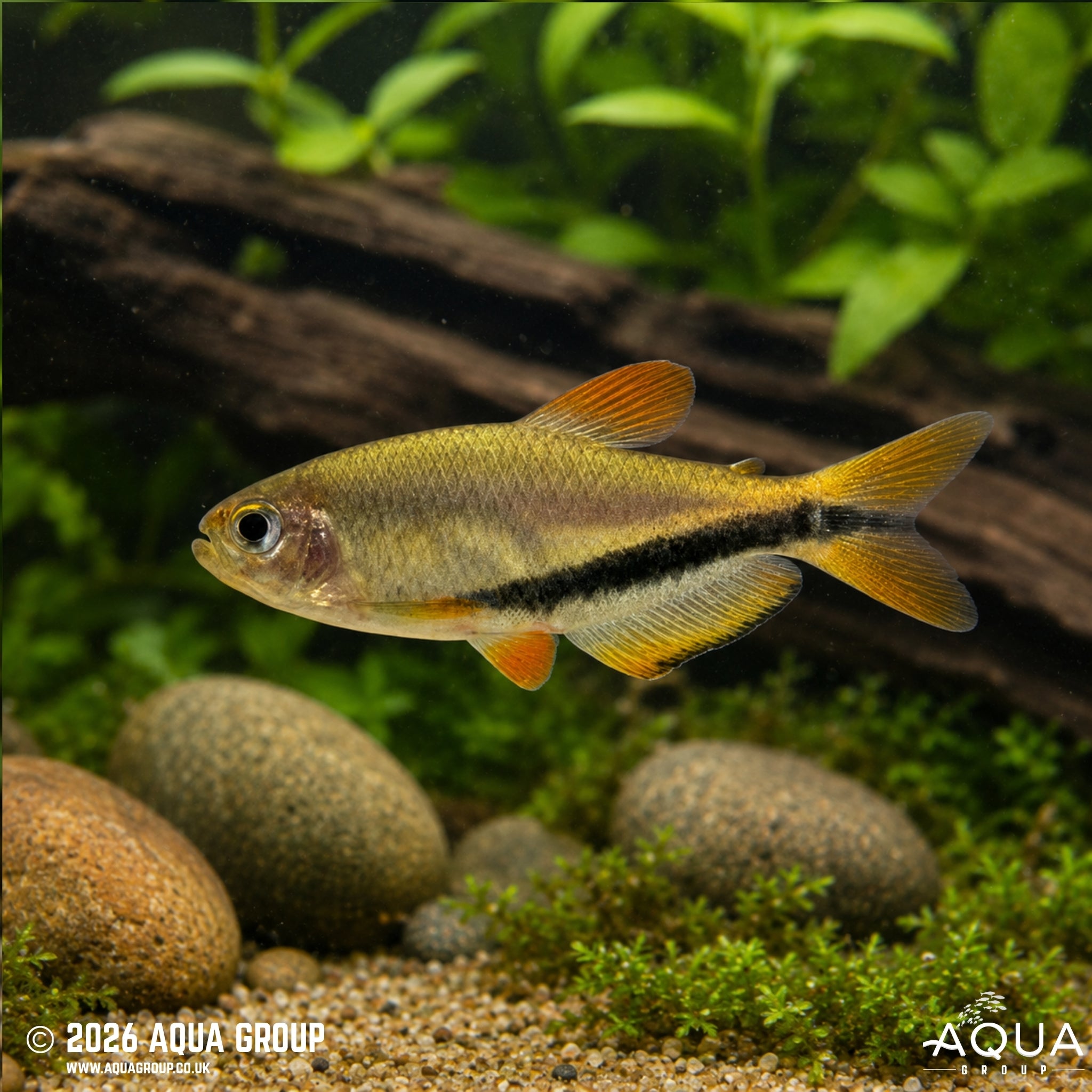 Royal Black Arrow Tetra - Inpaichthys luizae