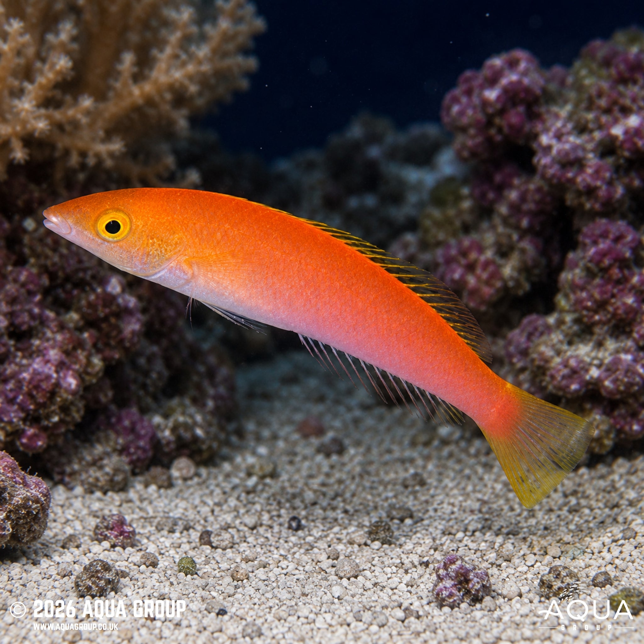 Royal Pencil Wrasse - Psedojuloides severnsi