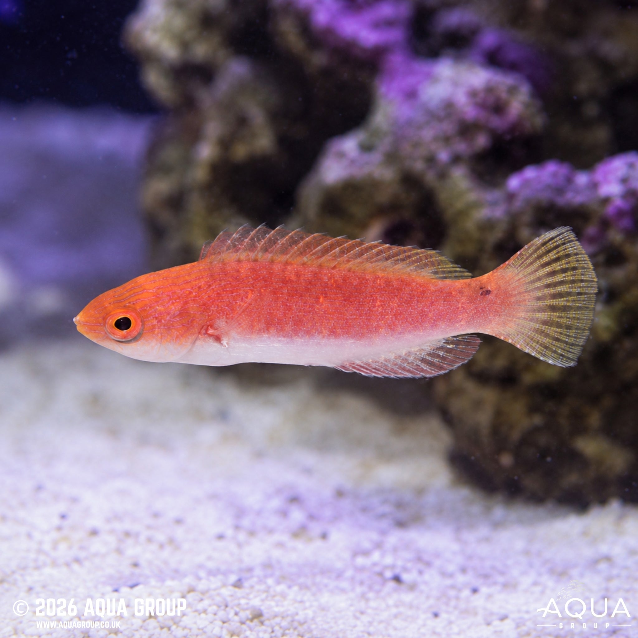 Ruby Fin Fairy Wrasse - Cirrhilabrus Rubripinnis - Aqua Group