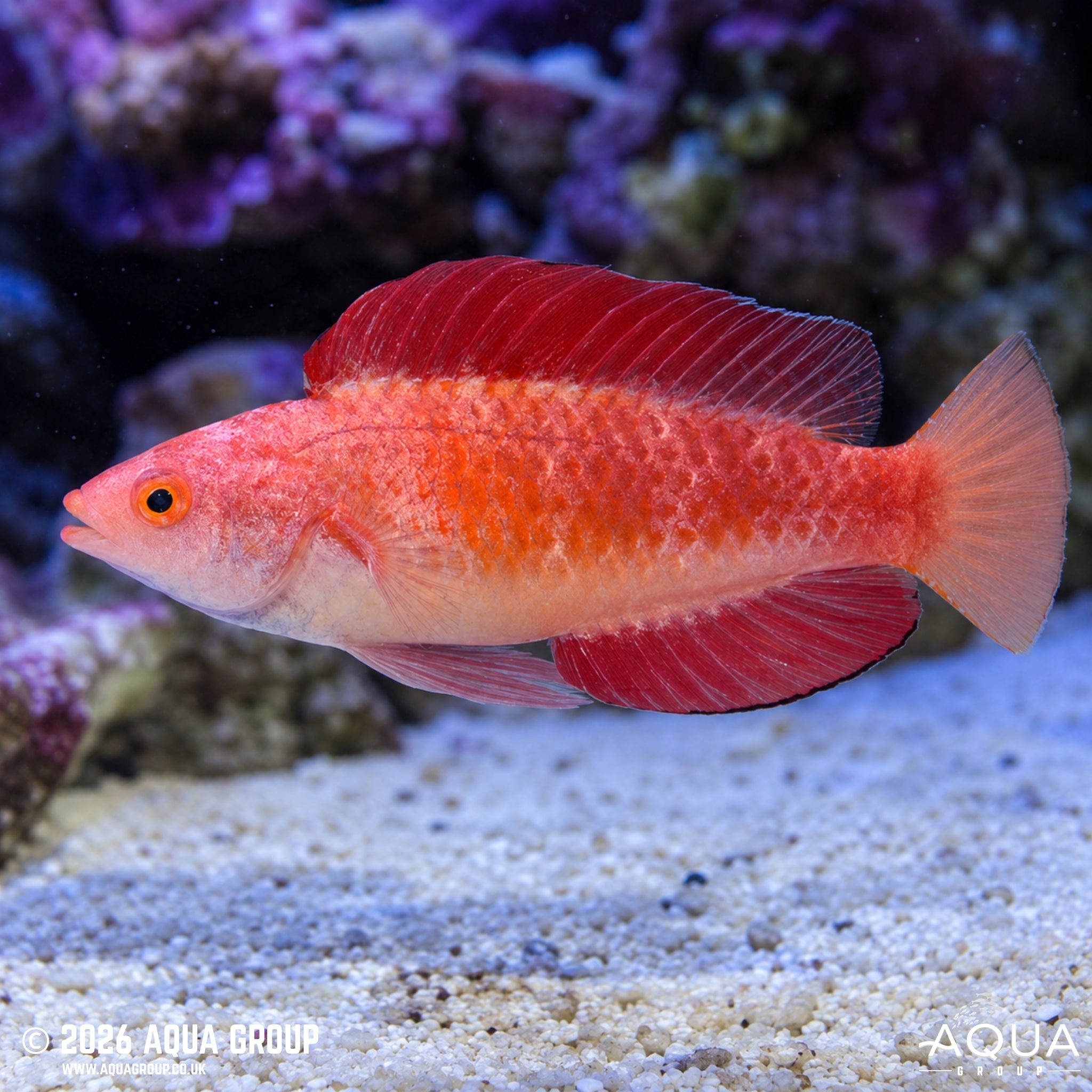 Ruby Fin Fairy Wrasse - Cirrhilabrus Rubripinnis - Aqua Group