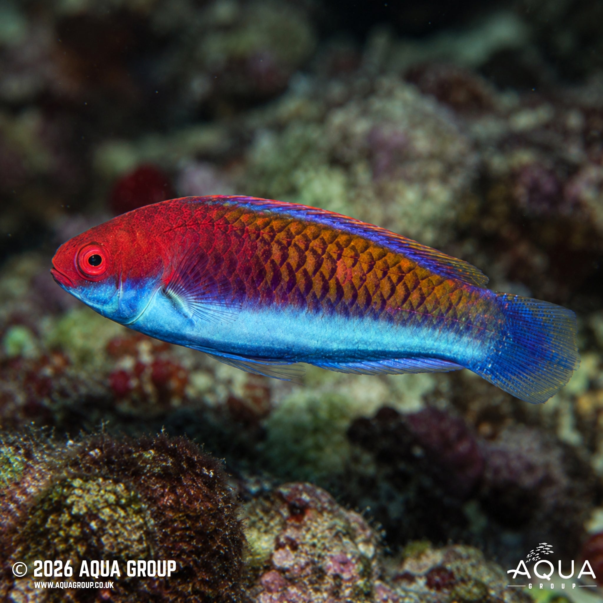 Ruby Head Fairy Wrasse - Cirrhilabrus chaliasi