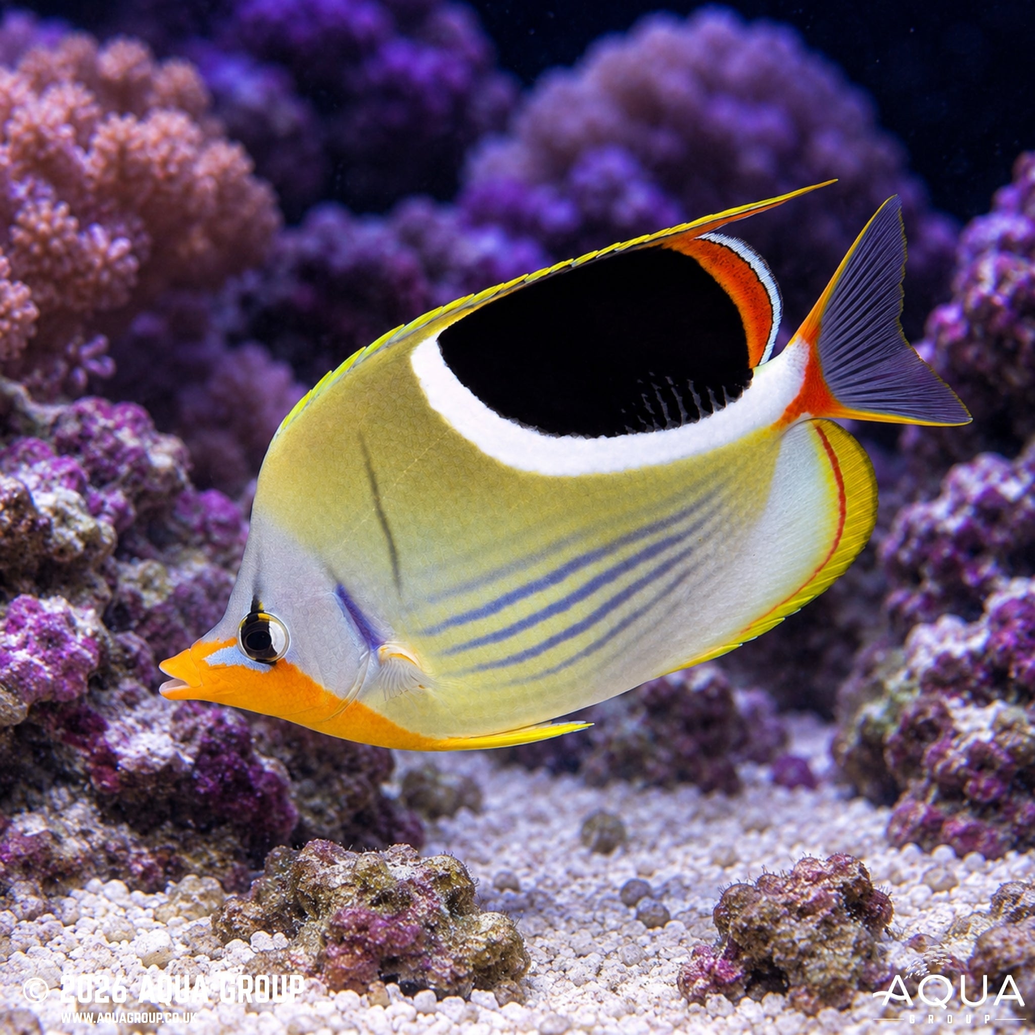 Saddleback Butterfly - Chaetodon ephippium