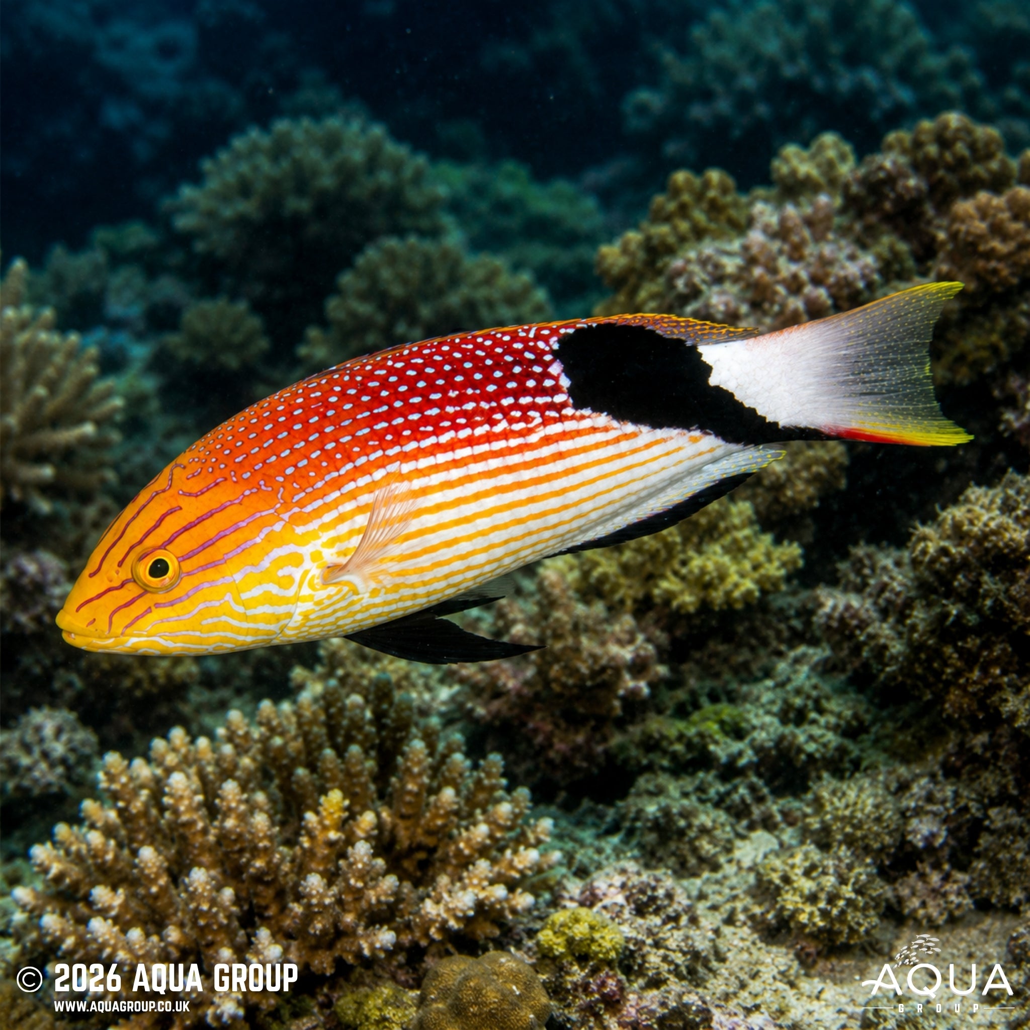 Saddleback Hogfish - Bodianus loxozonus