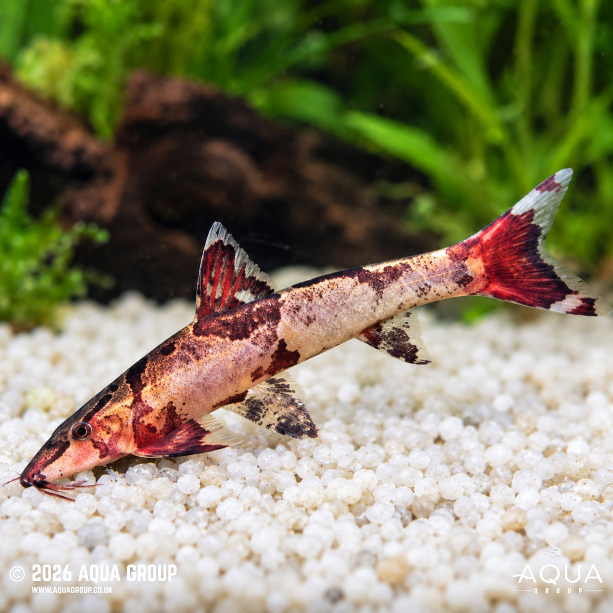 Saddled Hillstream Loach - Homaloptera orthogoniata