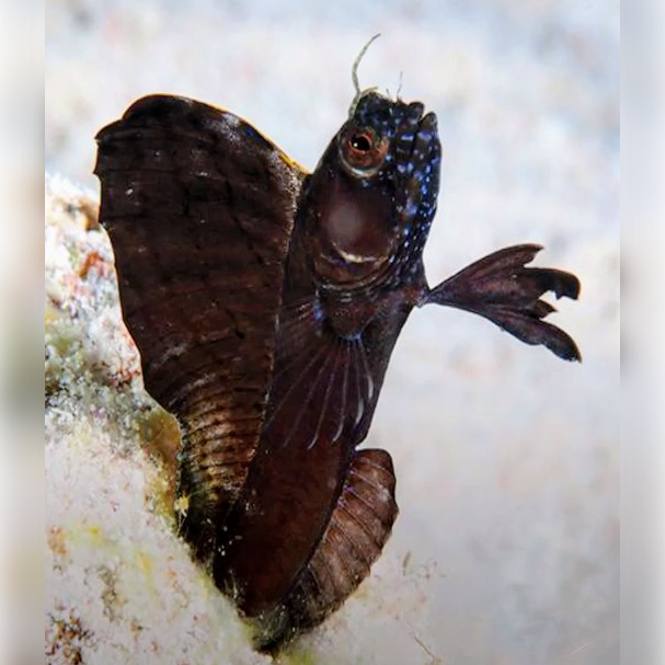 Sailfin Blenny - Caribbean