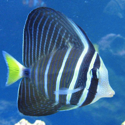 Sailfin Tang - Melanesia