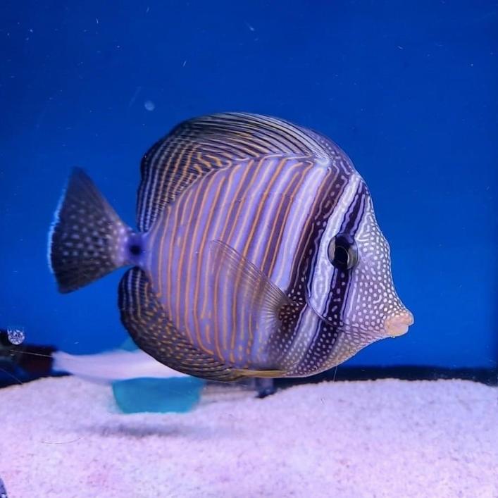 Sailfin Tang - West Ind Ocean