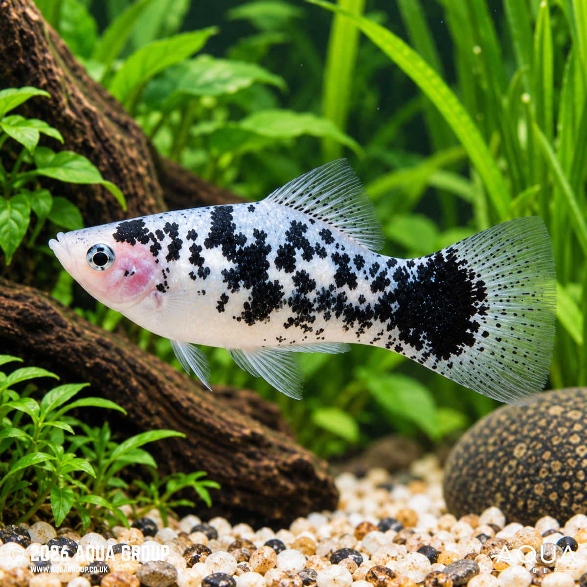 Salt & Pepper Platy – Xiphophorus maculatus