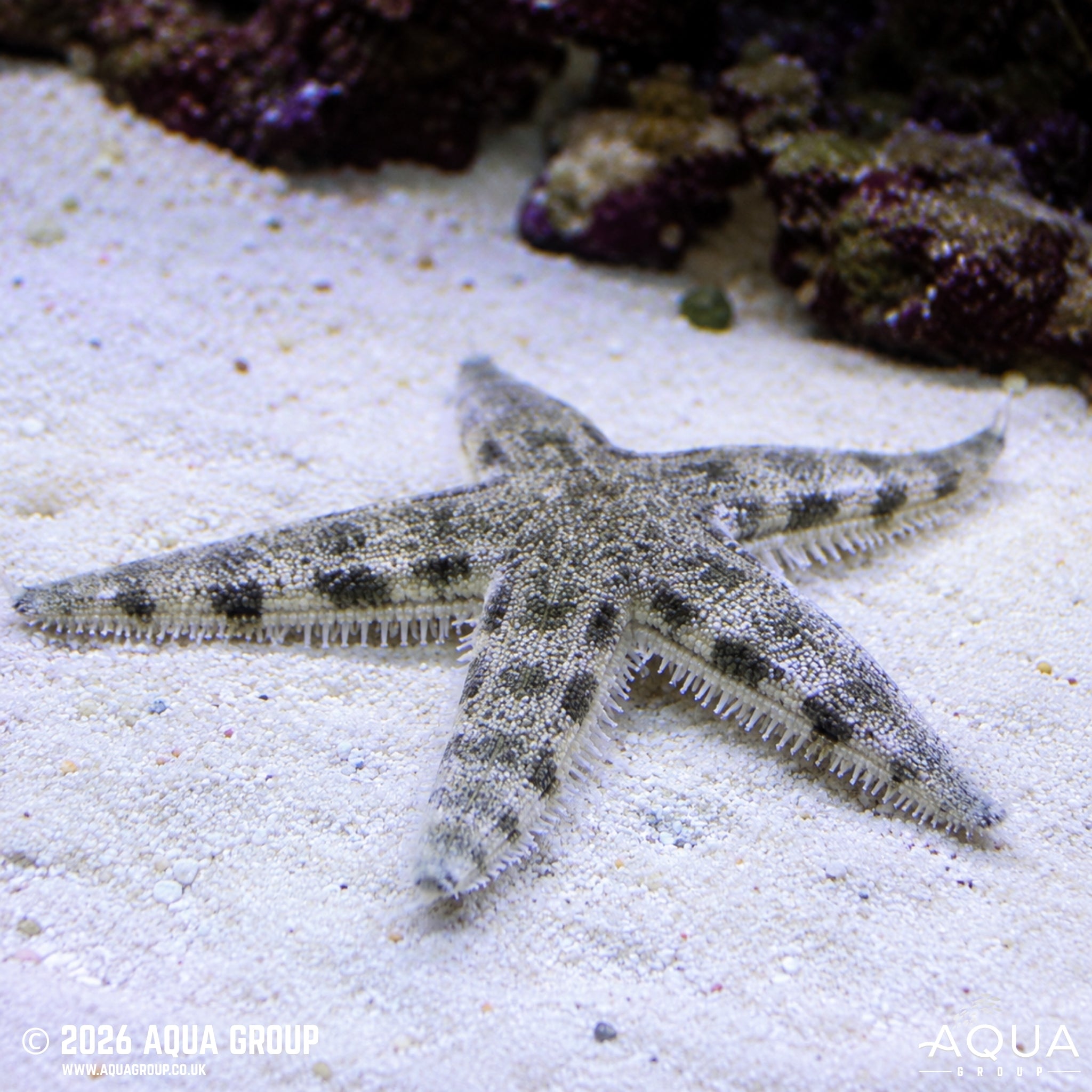 Sand Sifting Starfish - Archaster typicus - Aqua Group