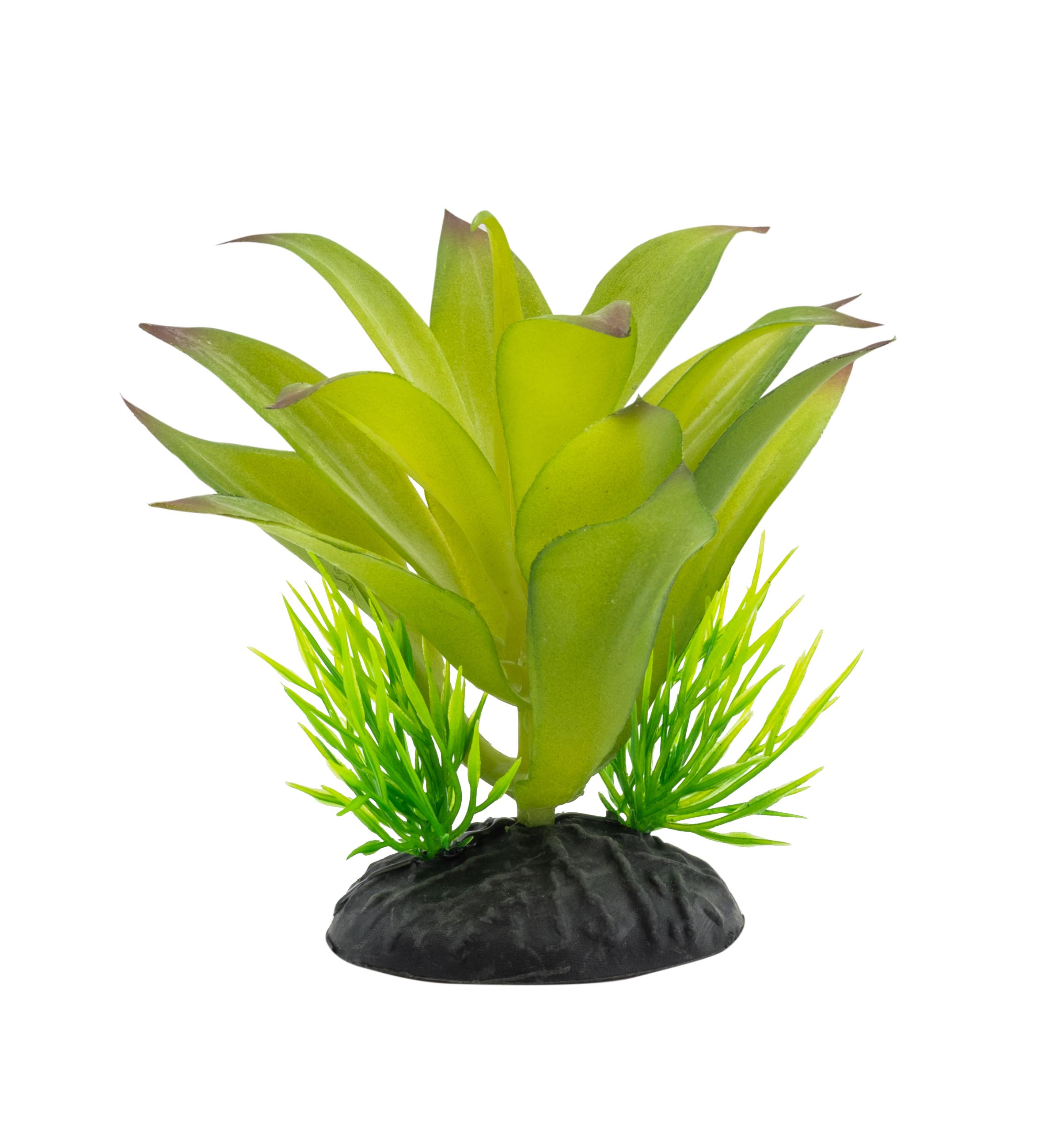Sanseviria Plant - 10cm