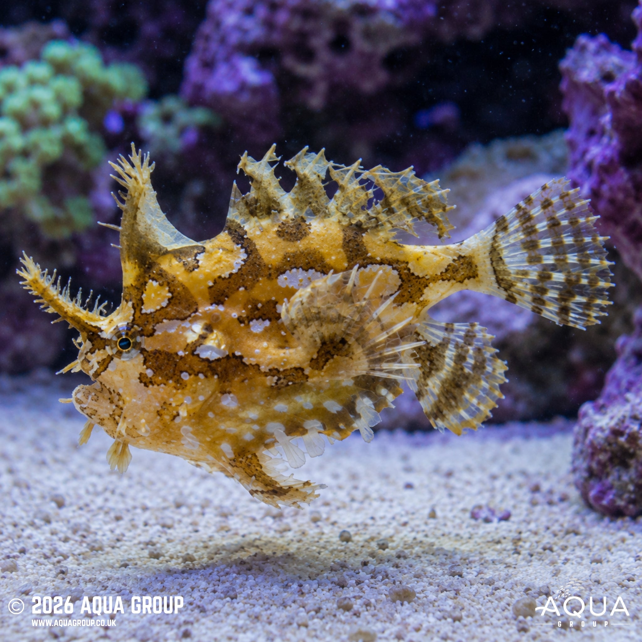 Sargassum Anglerfish - Histrio histrio