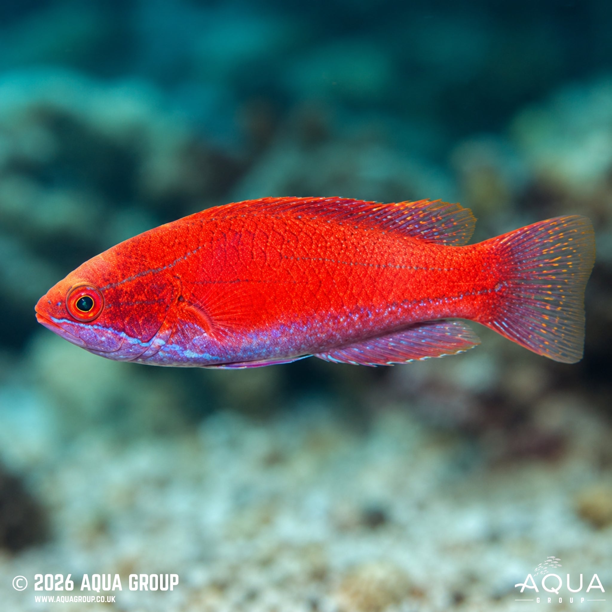 Scarlet-Fin Flasher Wrasse - Paracheilinus lineopunctatus