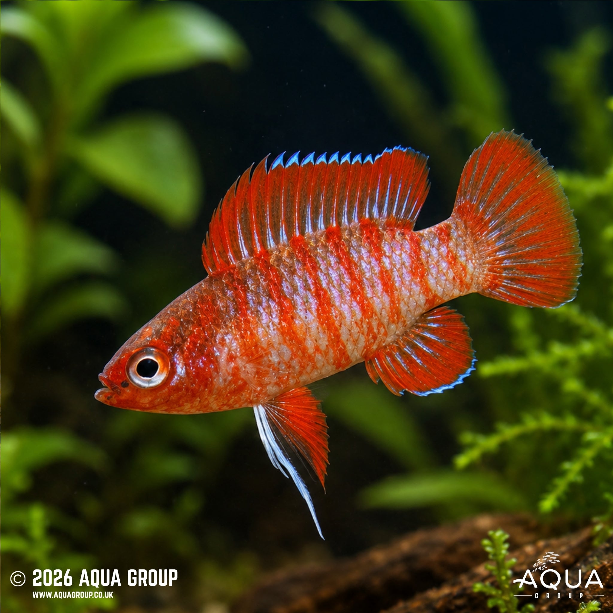 Scarlet Badis - Dario dario