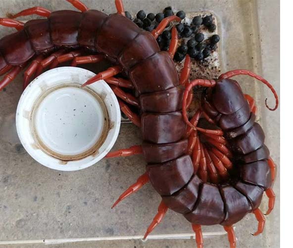Scolopendra Dehaani-Chinese Giant Centipede