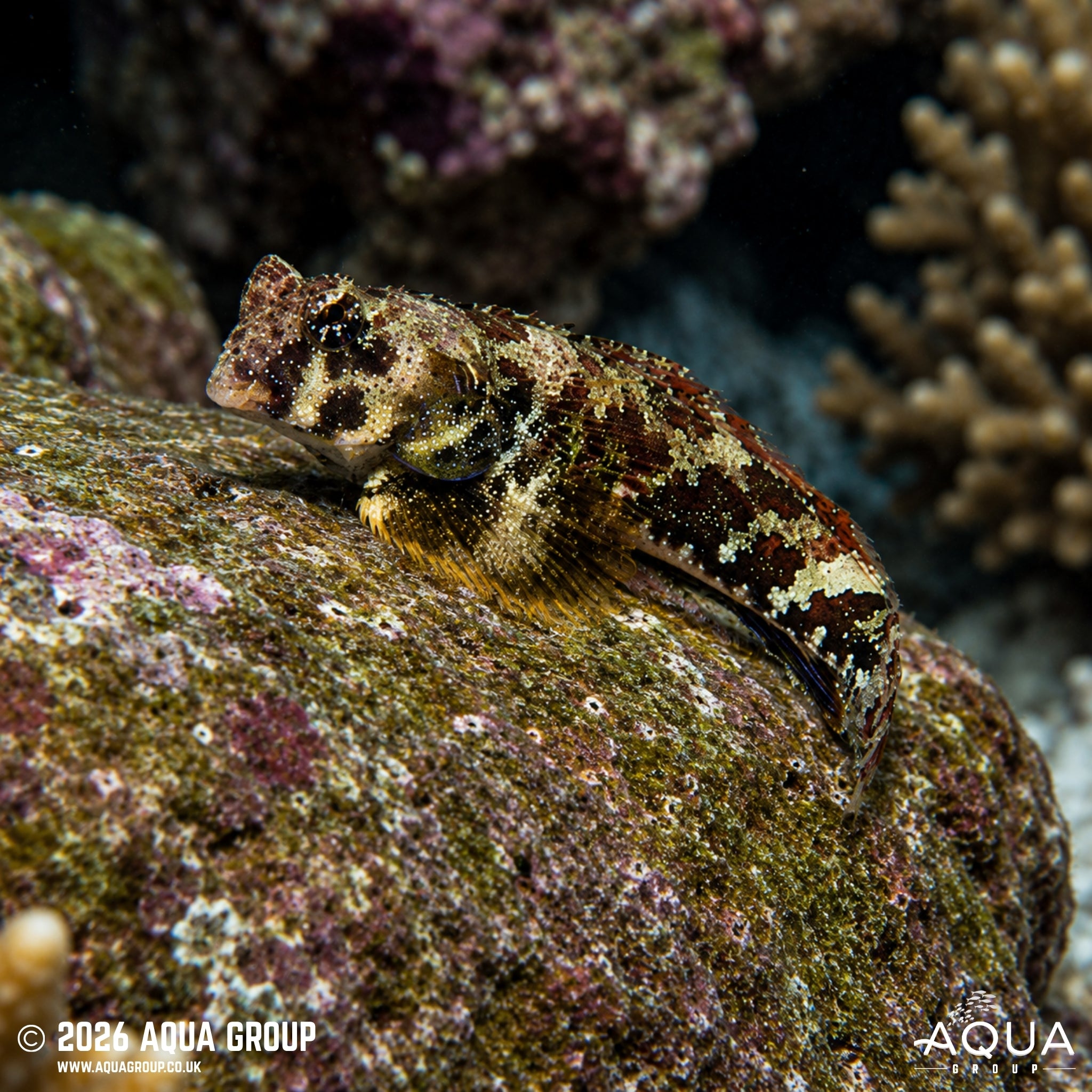 Scooter Blenny - Synchiropus ocellatus - Aqua Group