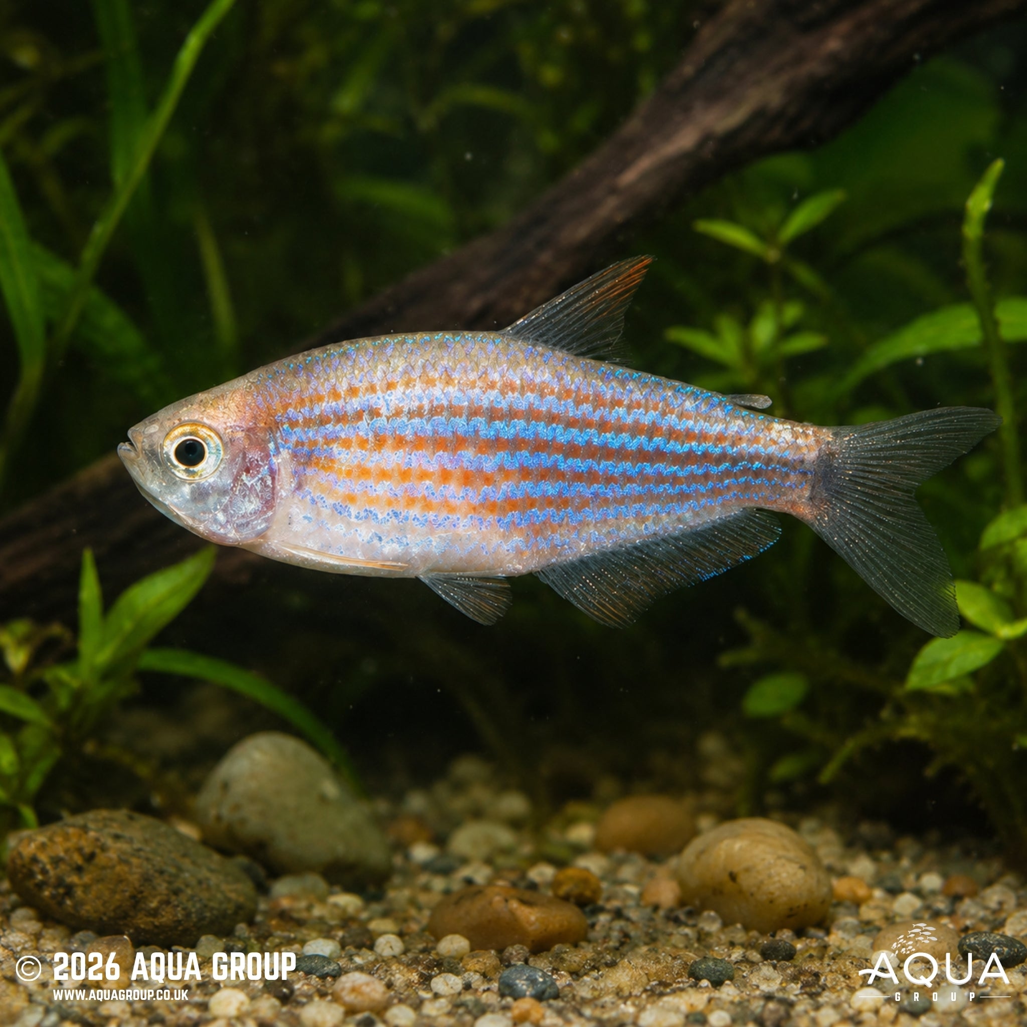 Scratched Inpa Tetra - Inpaichthys parauapiranga