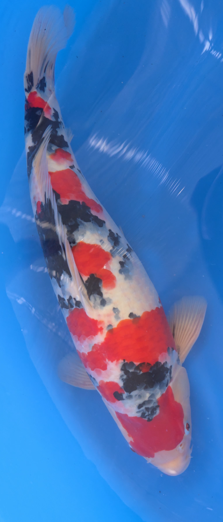 Sanke - Okawa - Nisai - #02