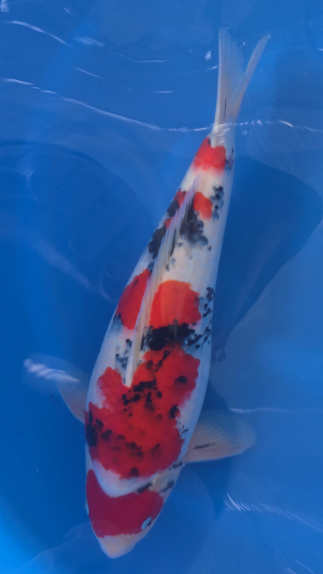 Sanke - Okawa - Nisai - #05