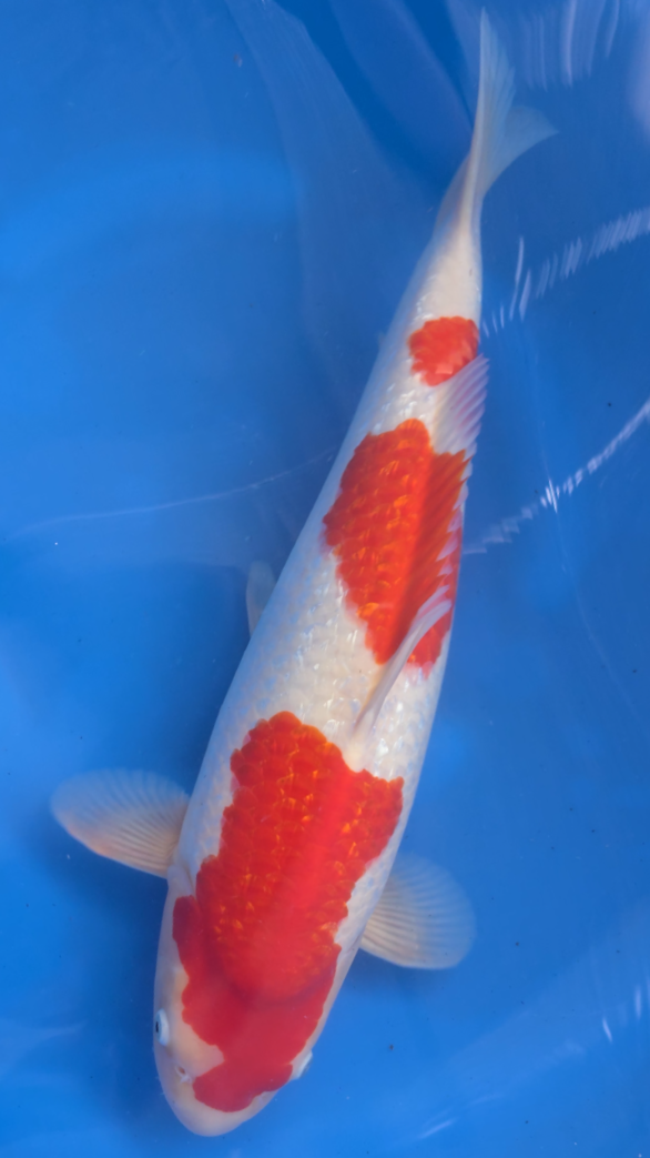 Gin Rin Kohaku - Okawa - Nisai - #01