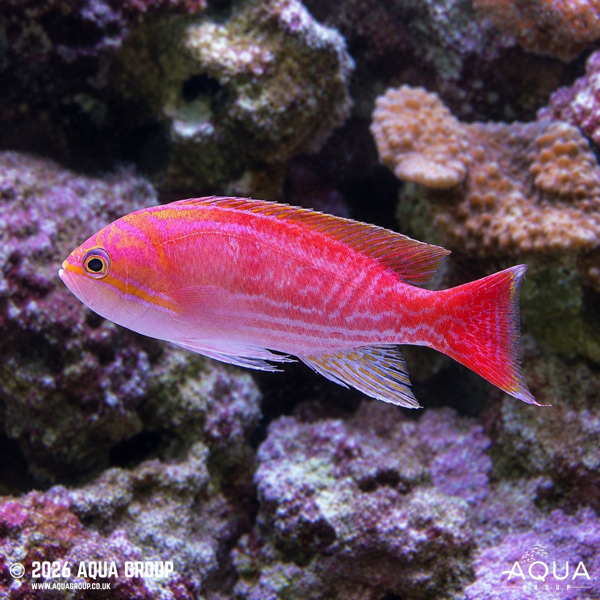 Scribbled Anthias - Pseudoanthias bimaculatus