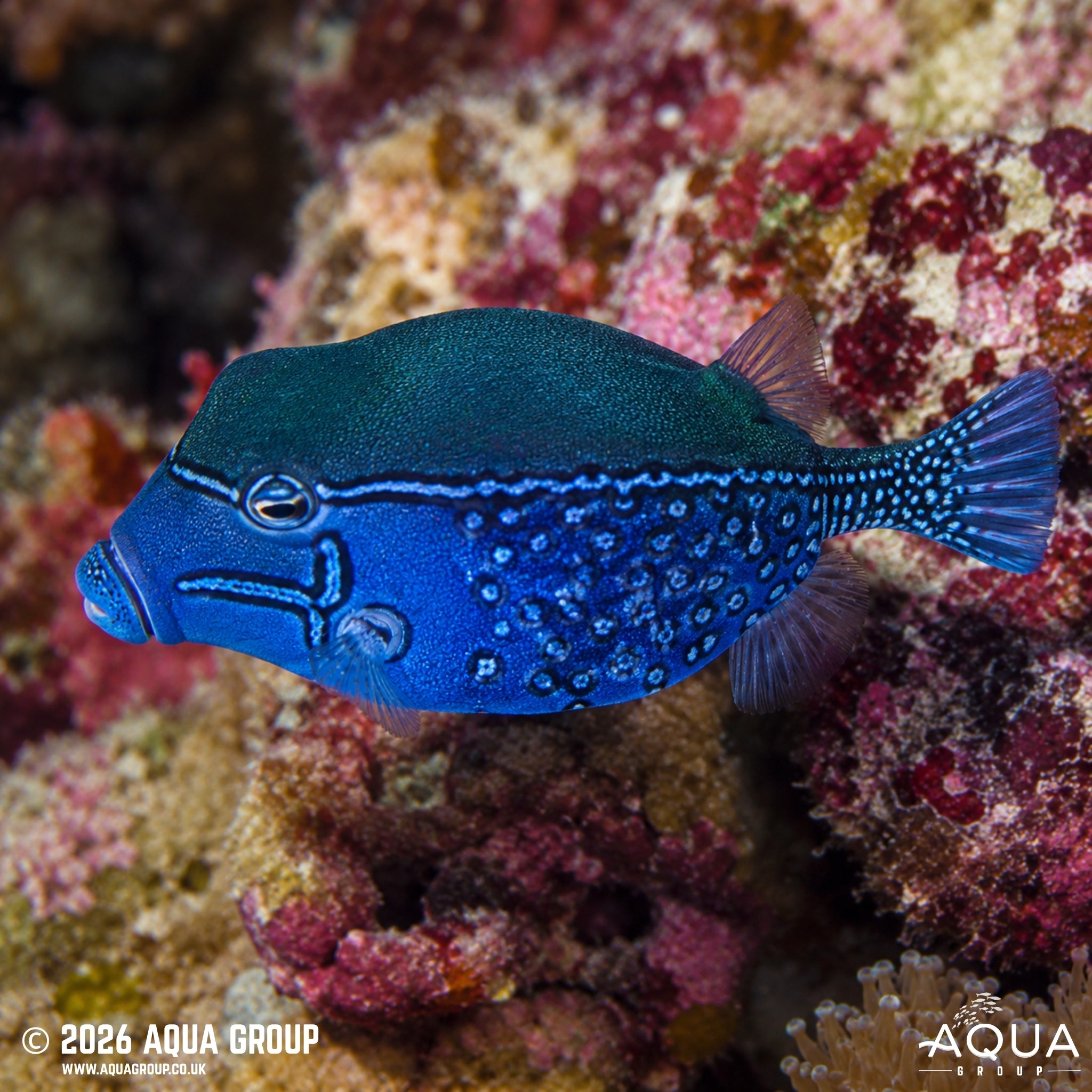 Scribble BoxScribbled Boxfish - Ostracion solorense - Aqua Group