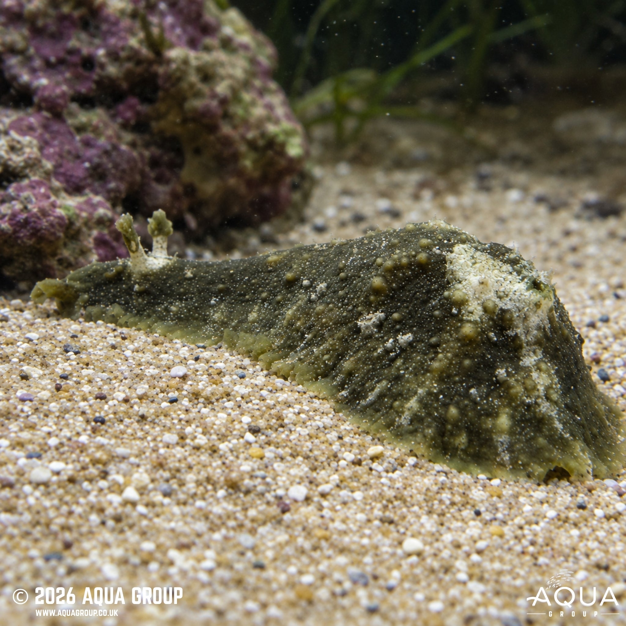 Sea Hare - Dolabrifera dolabrifera