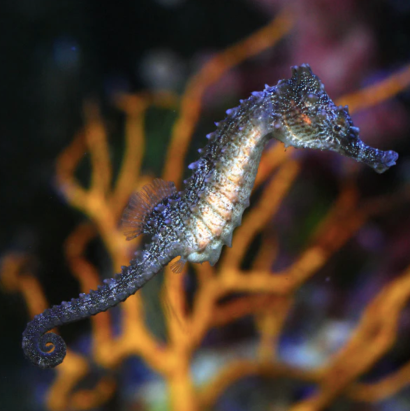 Erectus Seahorse - Pairs