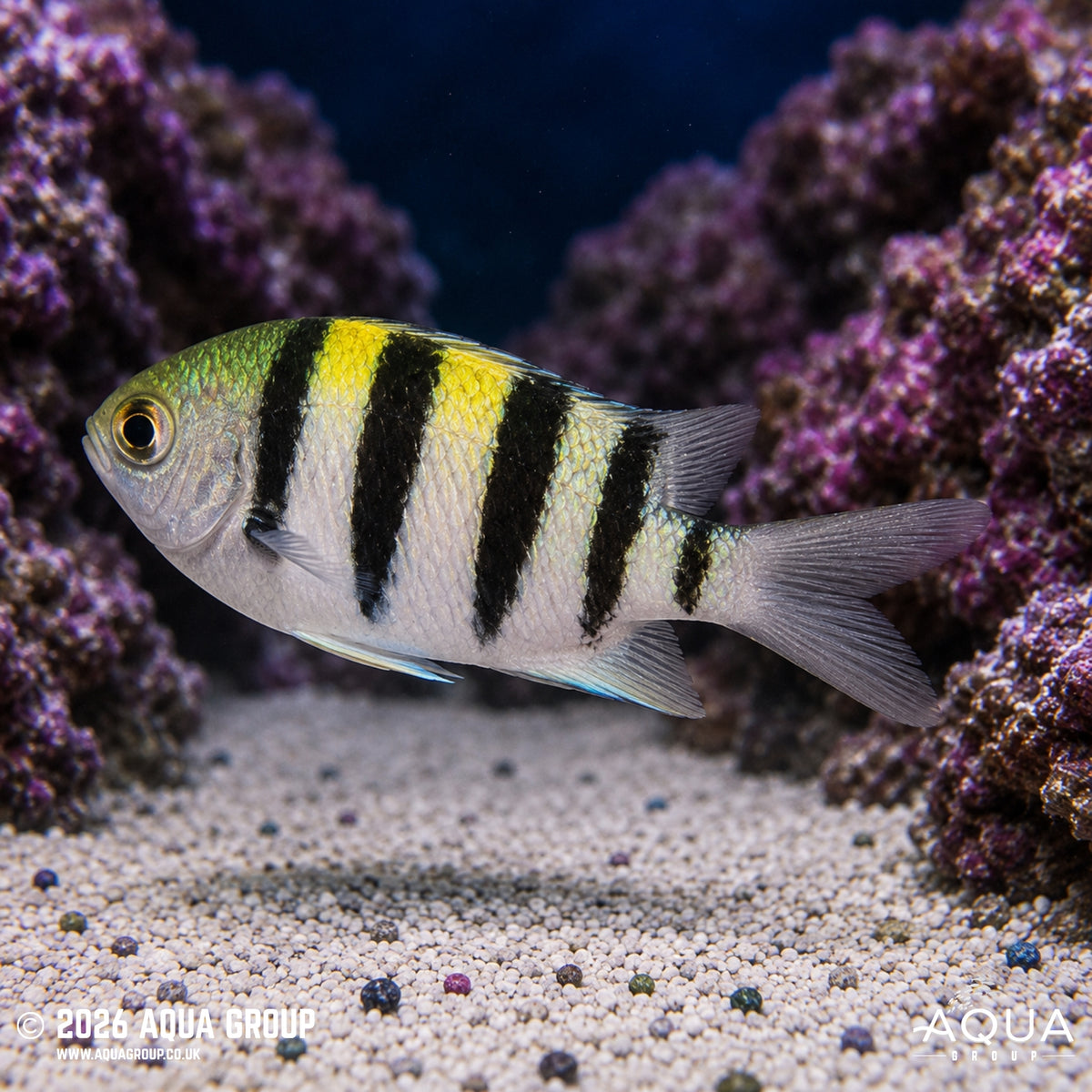 Sergeant Major - Abudefduf saxatilis
