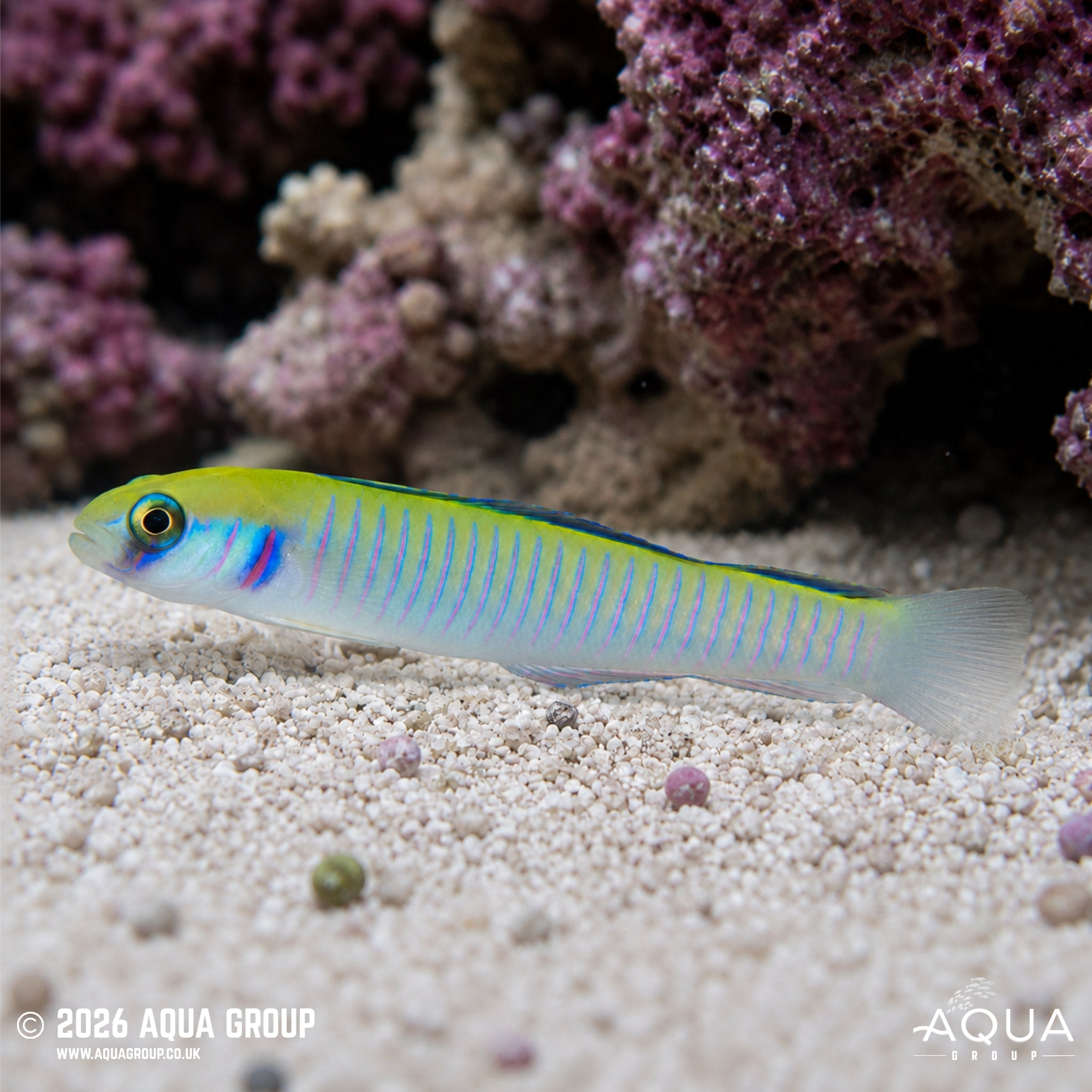 Shotsilk Goby - Ptereleotris zebra