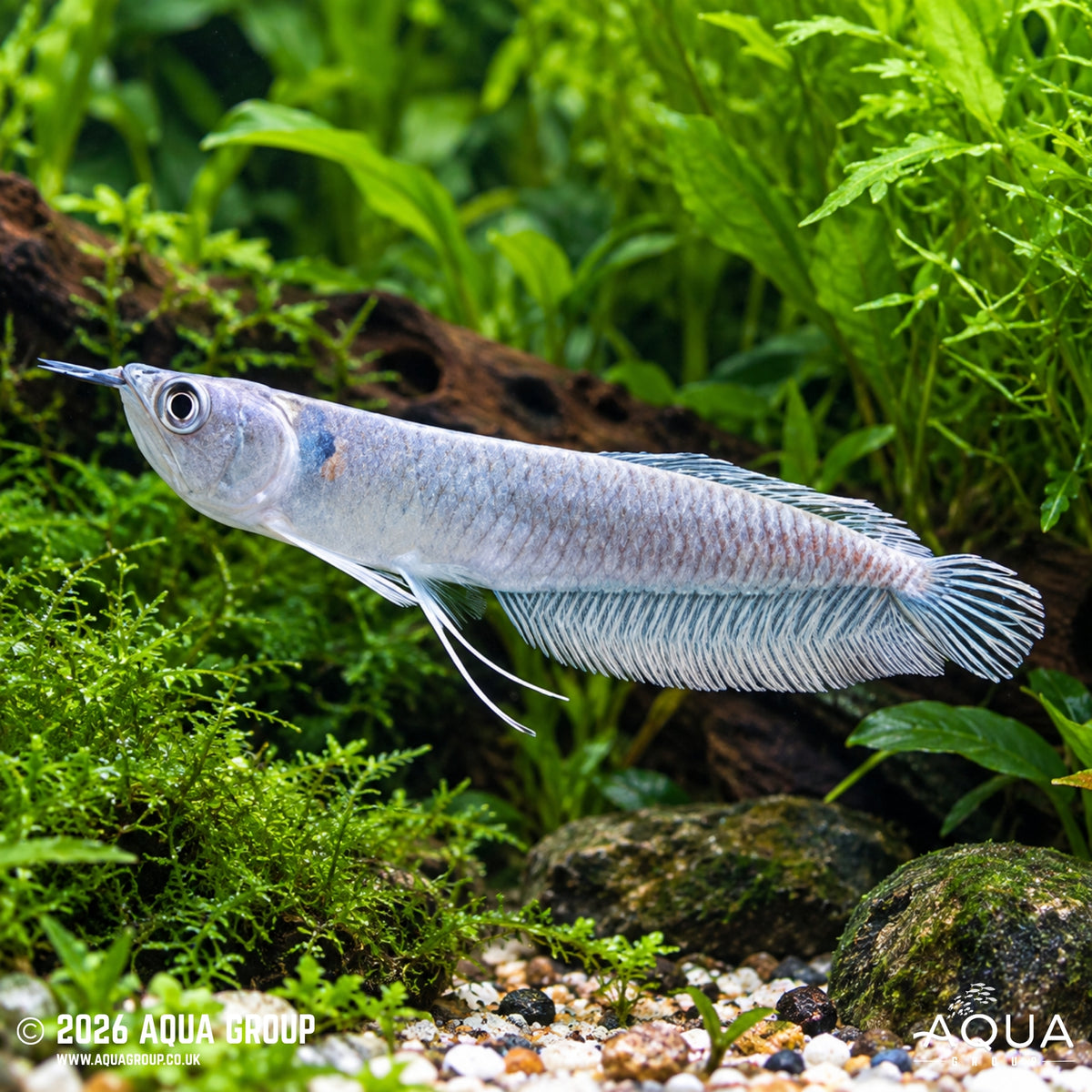 Silver Arowana - Osteoglossum bicirrhosum