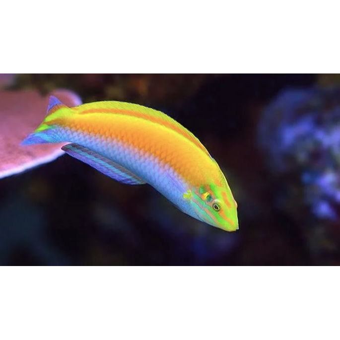Silver Belly Wrasse