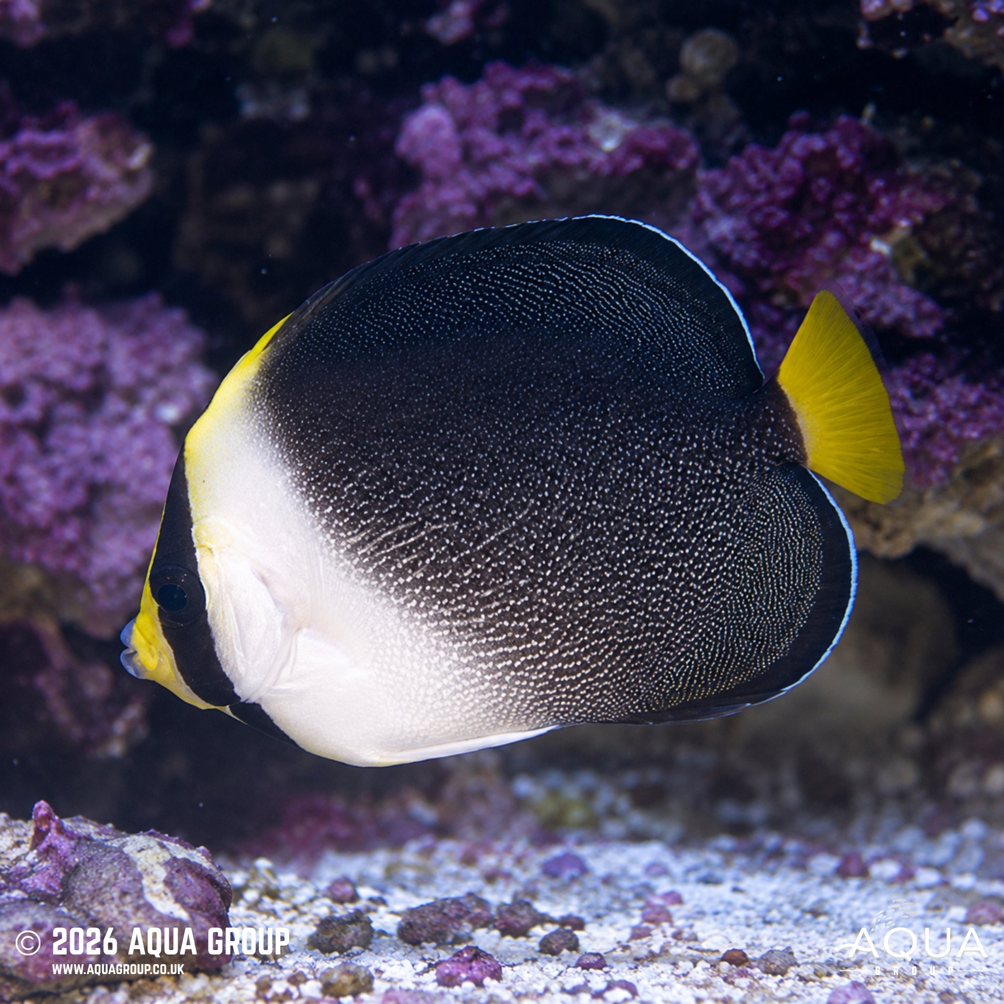 Singapore Angel - Chaetodontoplus mesoleucus