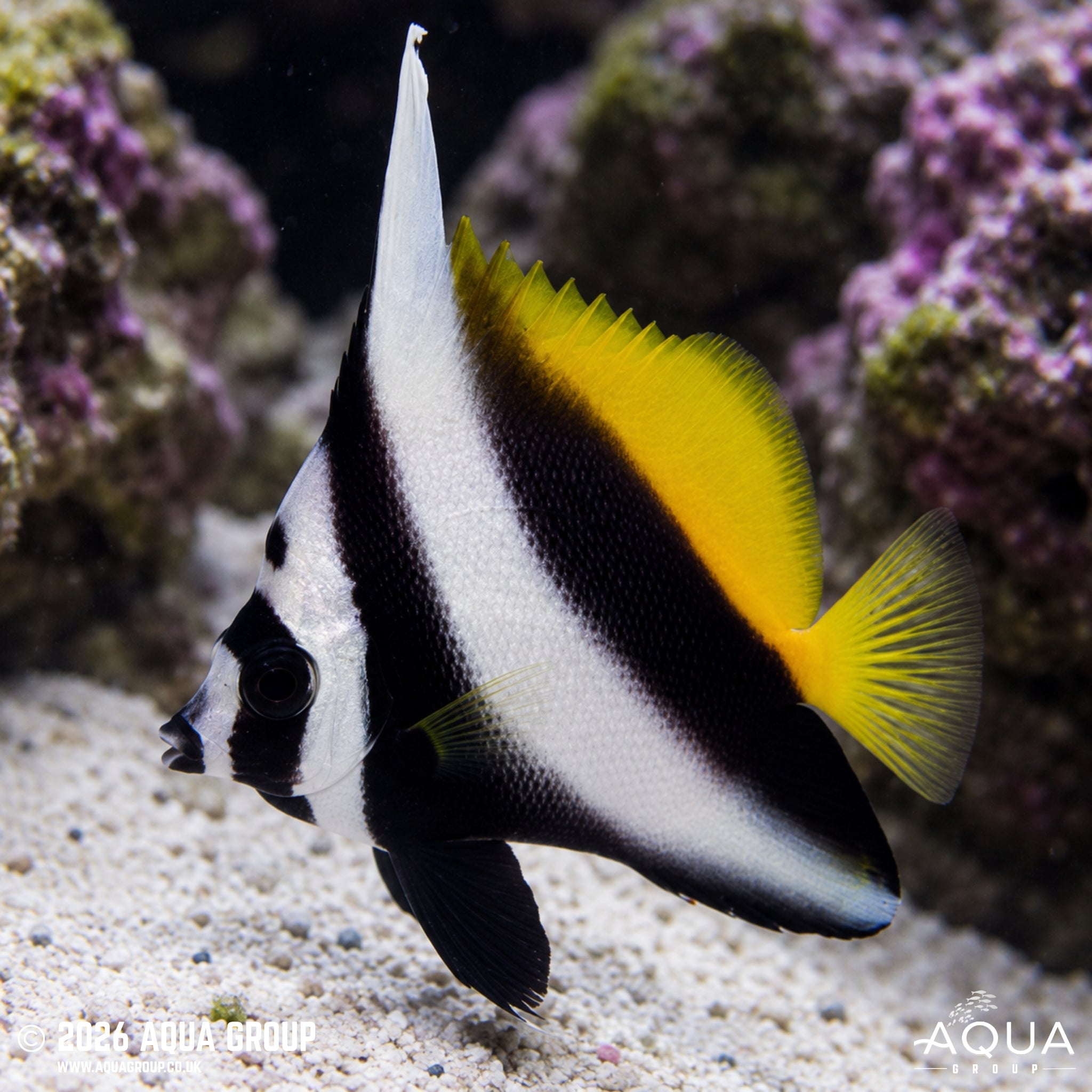 Singular Bannerfish - Heniochus singularius