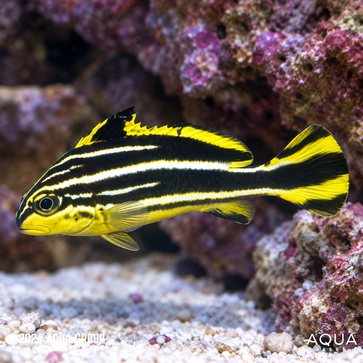 Six Line Sweetlips - Plectorhinchus diagrammus