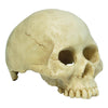 Skull Human - 13.5 x 9 x 9cm