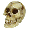 Skull Human - 12 x 18 x 13cm