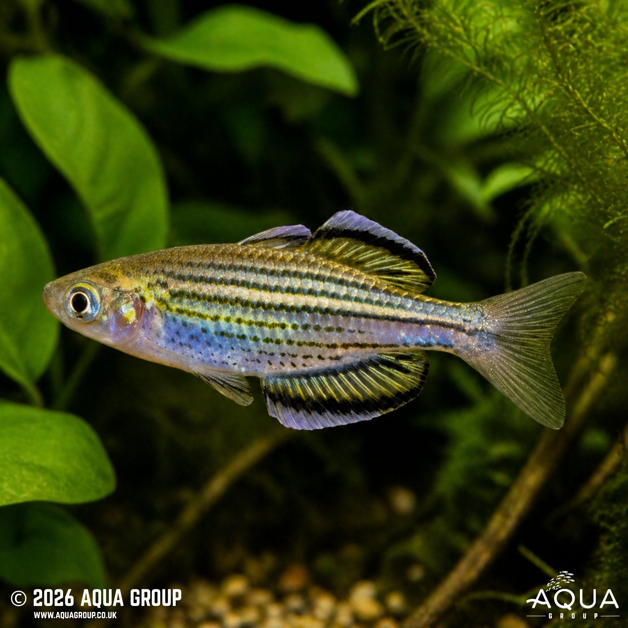Skull Creek Rainbowfish - Melanotaenia sahulensis "Moa Island"