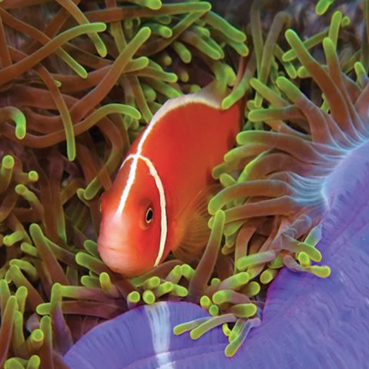 Skunk Clown - Fiji Pair - Aqua Group