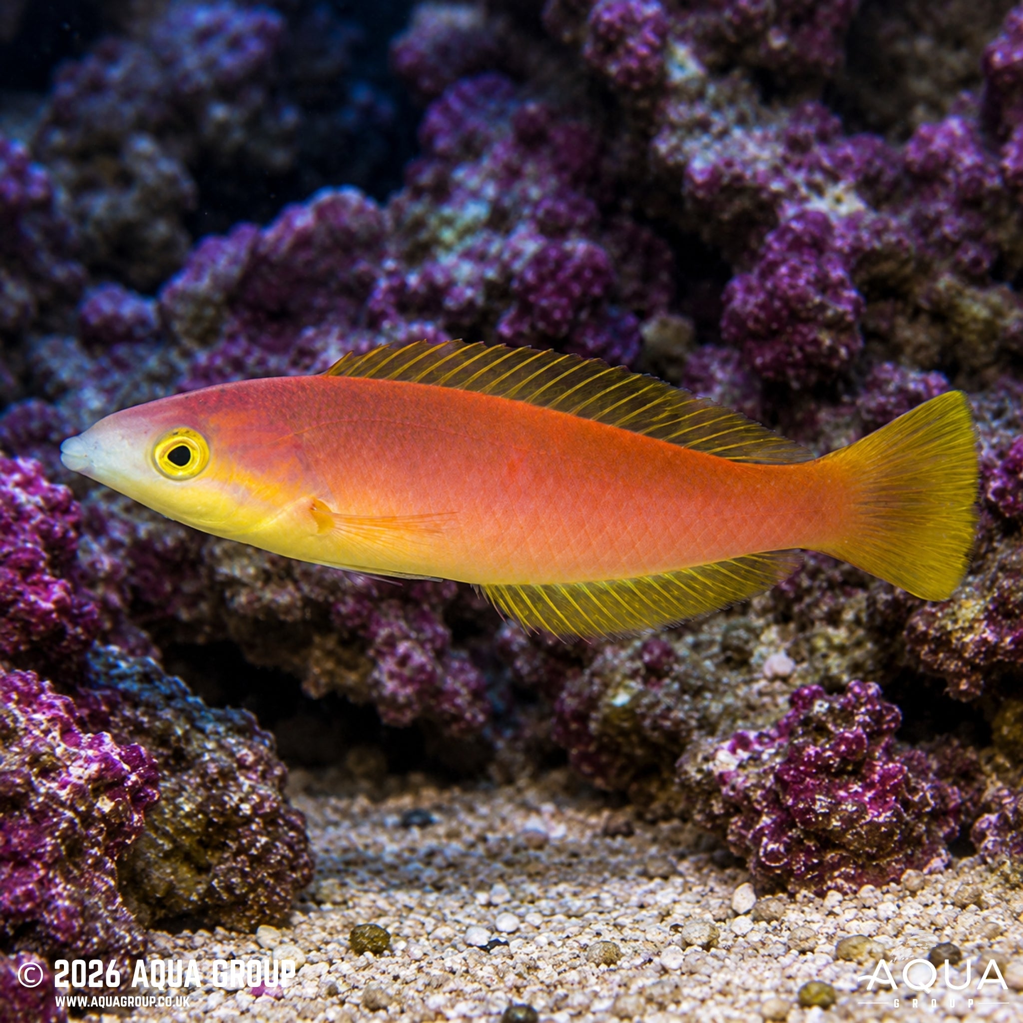 Smalltail Pencil Wrasse - Pseudojuloides cerasinus