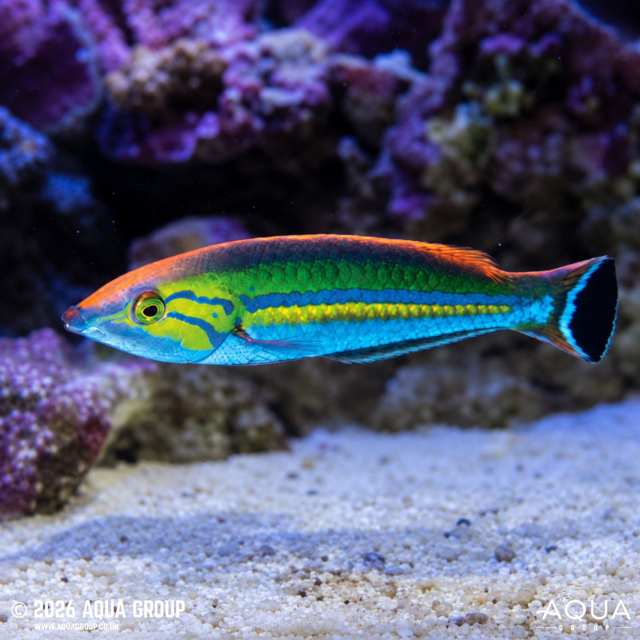 Smalltail Pencil Wrasse - Pseudojuloides cerasinus