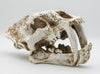 Smilodon Skull - Large