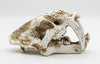Smilodon Skull - Medium