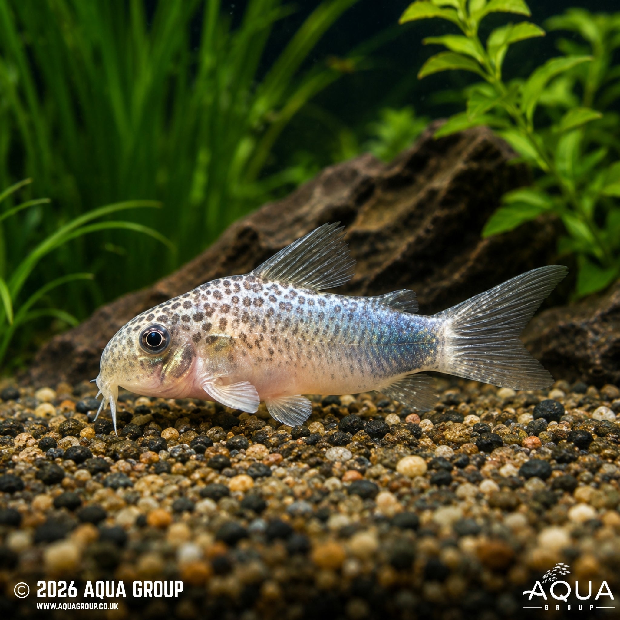 Smudge Spot Cory – Hoplisoma simile