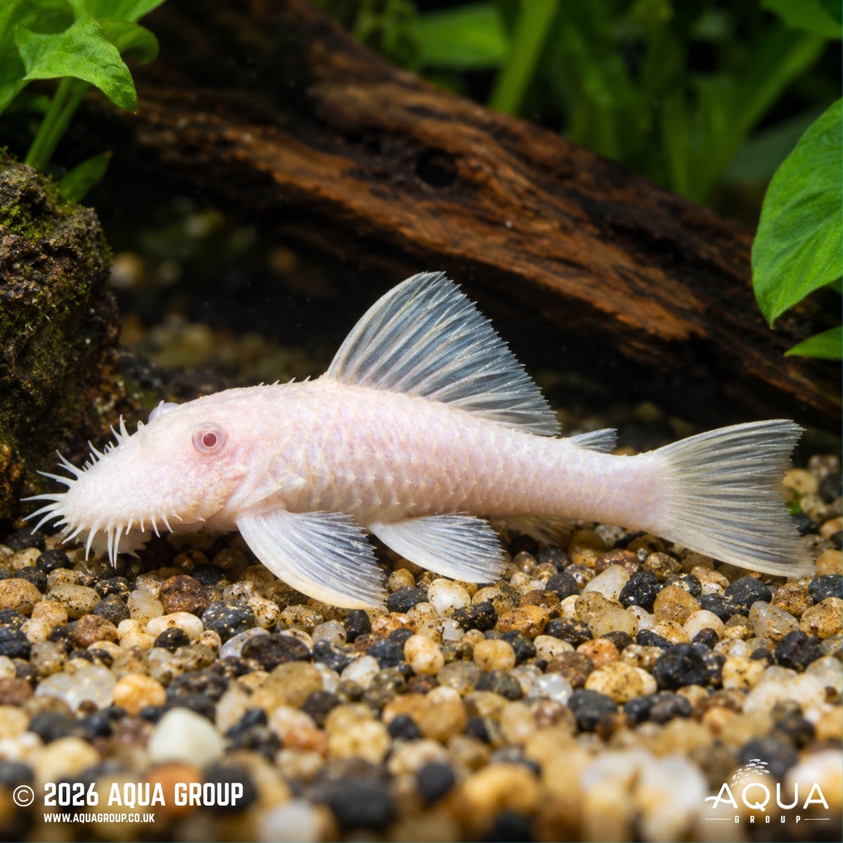 Snow White Bristlenose - Ancistrus temminckii