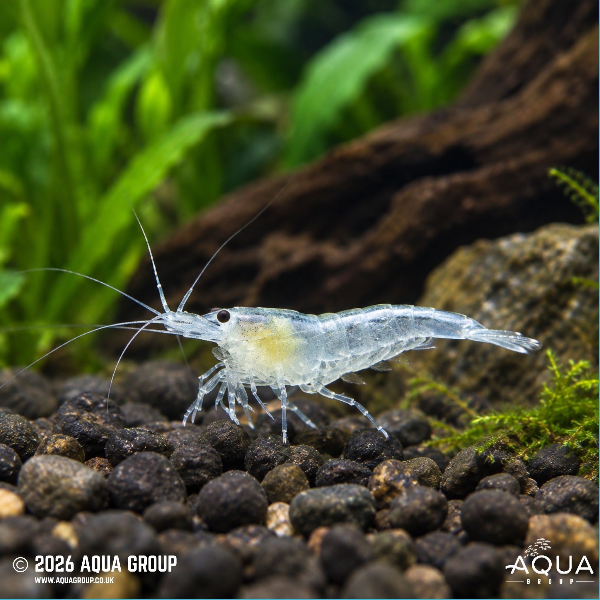 Snowball Shrimp - Neocaridina sp.