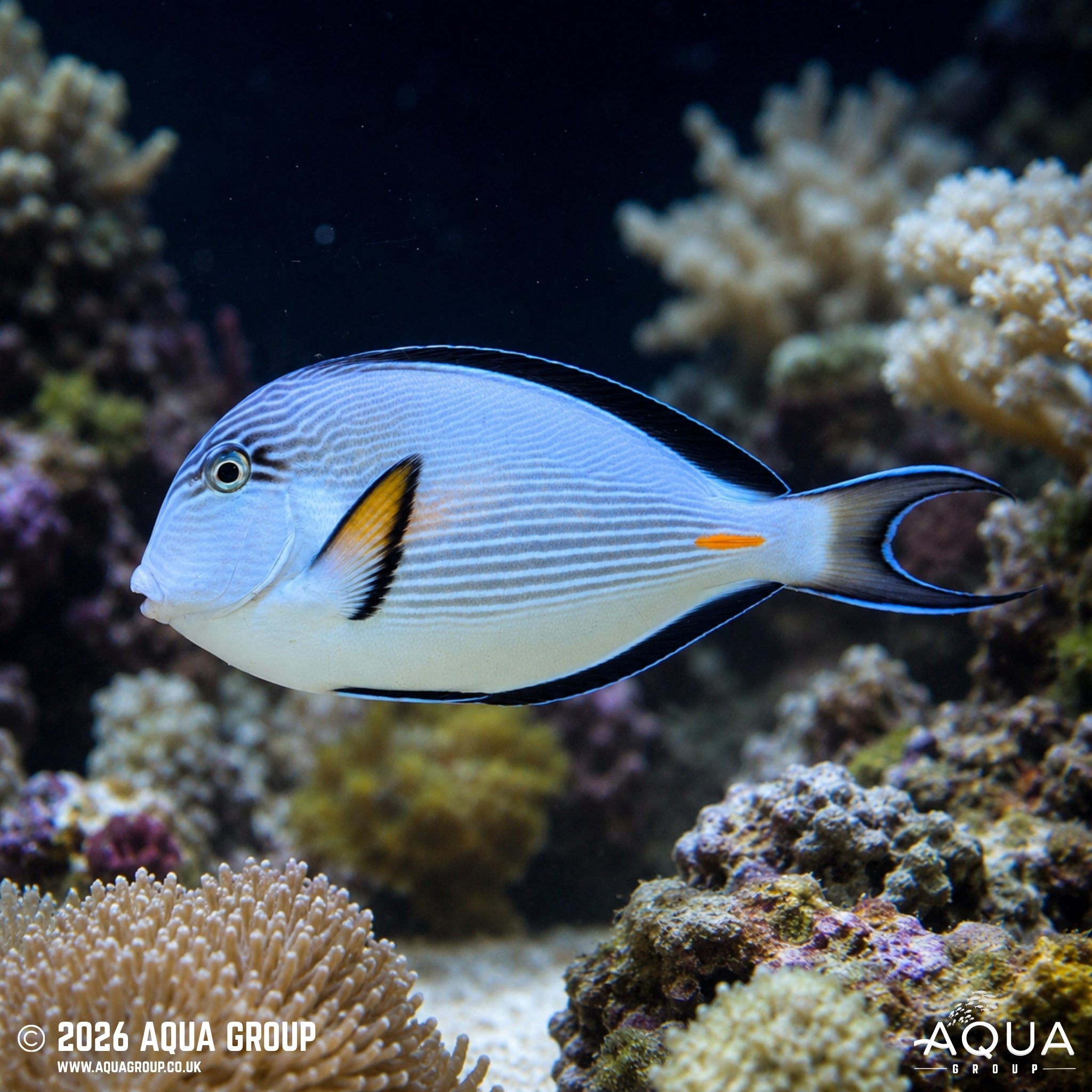 Sohal Tang - Acanthurus sohal - Aqua Group